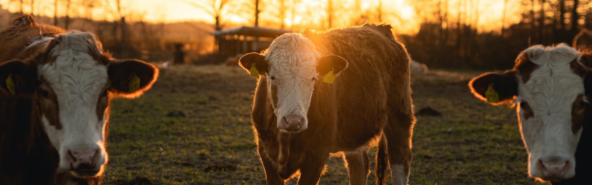 Groen gas: kartrekker financieel rendabele innovatieketens stikstofemissiereductie veehouderij